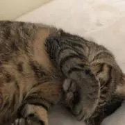 オネックス
