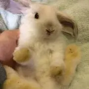 ホーランドロップ