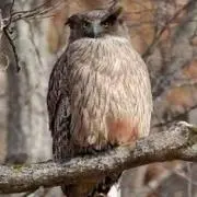 シマフクロウの画像