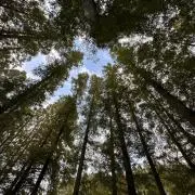 Midoriの画像