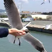トシさんの画像
