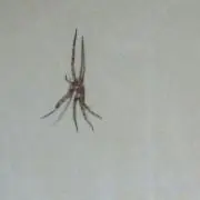 テンガ！！