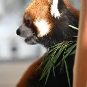あっちゃんの画像