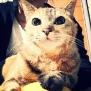 にじいろ猫