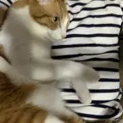 小梅、の画像