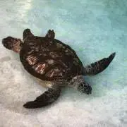 あおの画像