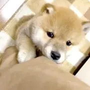 ばやし