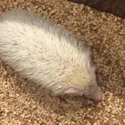 りんご