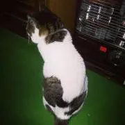 はちこ
