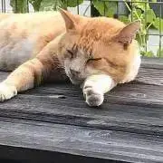 bucyoの画像