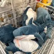 さめの画像