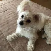 水影昇◆プロフ確認願います◆の画像
