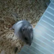 ケン