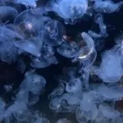 RKTの画像