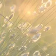なつの画像
