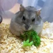 豆太