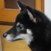 SAKUの画像