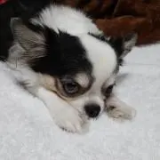 しげふみ