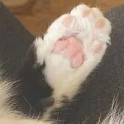 みっこ