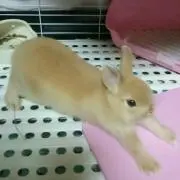 Yasu