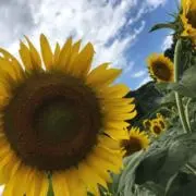 rの画像