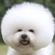 chanの画像