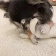 いちご╰(*´︶`*)╯♡