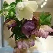 バニラアイス☆プロフご確認くださいの画像