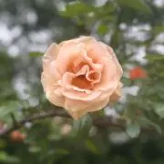 PQRsの画像