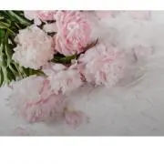 とし☆即購入可☆の画像