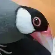 文鳥好き太郎の画像