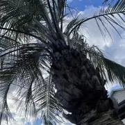 コアラの画像