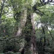 achiの画像