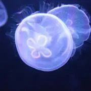 msmの画像