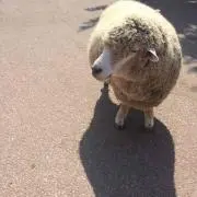 来季
