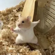 うる@無言取引の画像