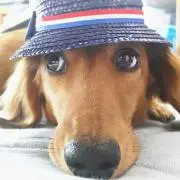 WAN☆の画像