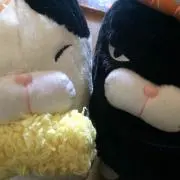 ソルトにゃんの画像