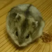 さくさくふうりん