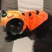モップローの画像