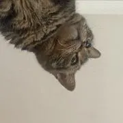 ぱナップの画像