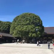 パグの画像