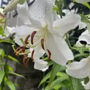 琉希✳︎即購入,値引交渉OK