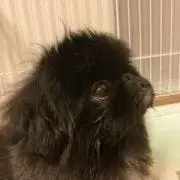 ウーロン