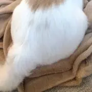 ちーちゃん。