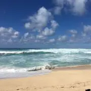 ユリの画像