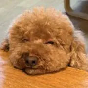 まさちぃの画像