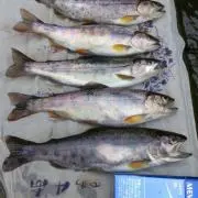 日光  山女魚の画像
