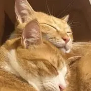 しゃの画像