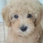 ララ